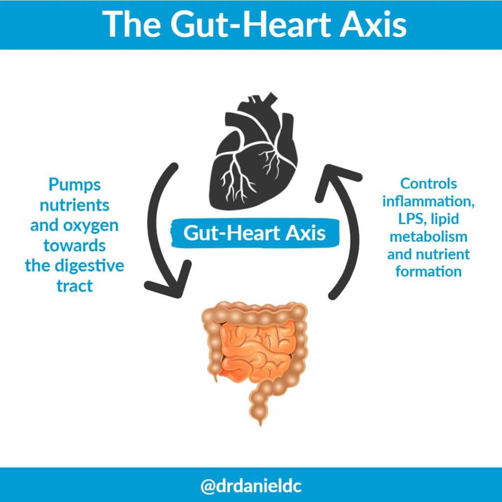 Gut-Heart-Axis